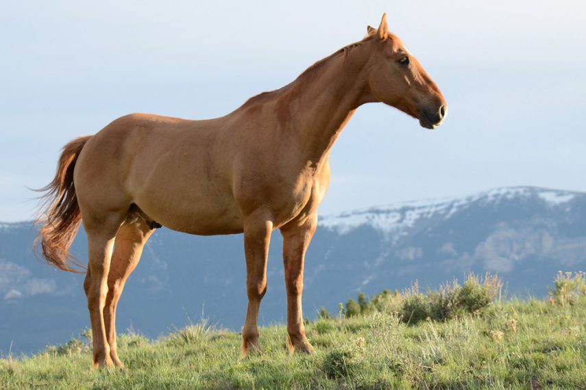 Horses and Healing: The Possibilities of Equine-Assisted Therapy in Bipolar Disorder Treatment