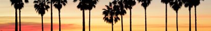 palm-trees-trunks-banner